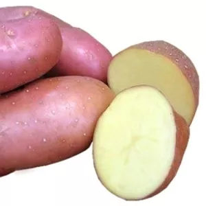 картофель крупный лучшие сорта